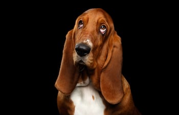 Basset Hound: Integrantes del grupo de los sabuesos, estos perros se caracterizan por su preferencia de seguir su instinto natural antes que acatar órdenes.