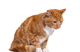 Gato triste, imagen ilustrativa.