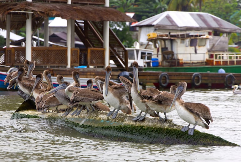 Pelícanos en Livingston, Guatemala.