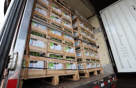 Los envíos de banana desde Paraguay superan las 367.000 toneladas desde el año 2019 hasta la fecha; de los cuales más de 336.000 se enviaron al mercado argentino y más de 30.000 toneladas al mercado uruguayo.