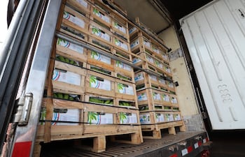 Los envíos de banana desde Paraguay superan las 367.000 toneladas desde el año 2019 hasta la fecha; de los cuales más de 336.000 se enviaron al mercado argentino y más de 30.000 toneladas al mercado uruguayo.