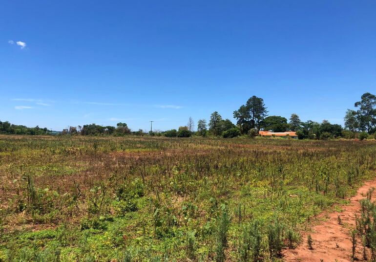 Predio de ocho hectáreas donde ya se plantó la soja y fumigó, en el fondo se observa la Escuela "Batalla de Pikysyry" de Paso Yobái.
