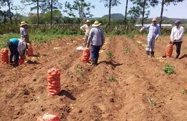 Los productores están esperanzados en vender la papa a buen precio.