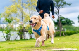 Carrera con perros.