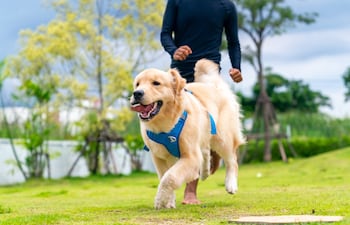 Carrera con perros.