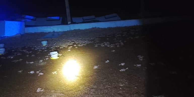 Ambiente oscuro con muchas ranas y recipientes dispersos, iluminado por un foco, sugiere investigación sobre fauna.