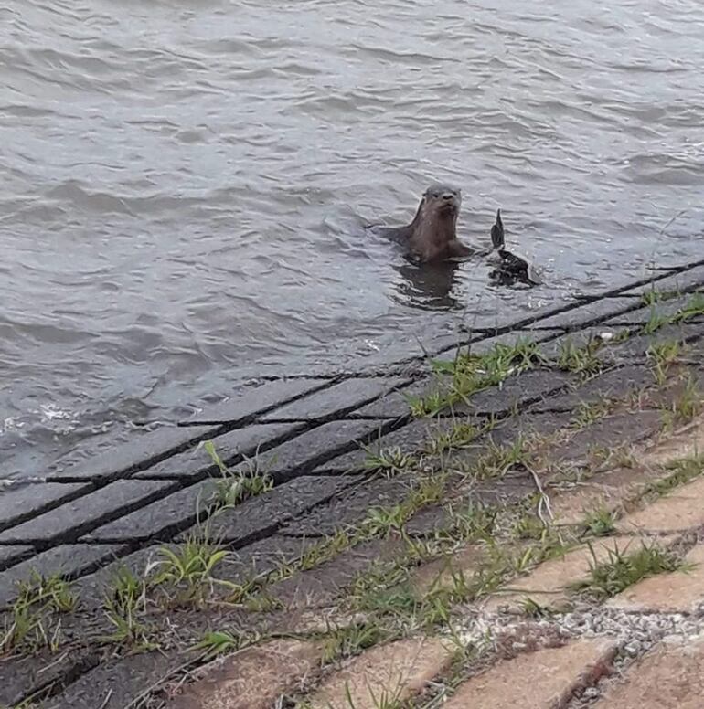  Las nutrias o lobope aparecieron tras la construcción de la costanera en Encarnación.