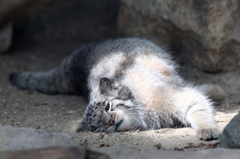 Azu, una gata de Pallas, especie considerada el felino vivo más antiguo del mundo, permanece en su recinto del Kobe Animal Kingdom, en Kobe, Japón, el 27 de julio de 2026. Azu dio a luz a cinco crías el 12 de mayo.