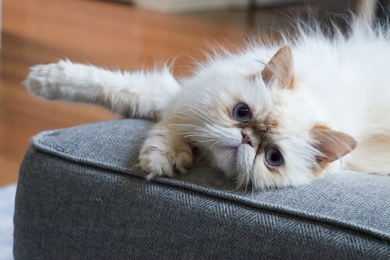 Gato persa.
