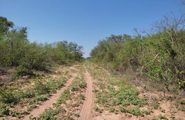 El ecosistema del Parque Nacional Médanos del Chaco es uno de los más frágiles. Su exploración causaría daño ambiental irreperable, opinan los expertos (Foto: Tatiana Galluppi).
