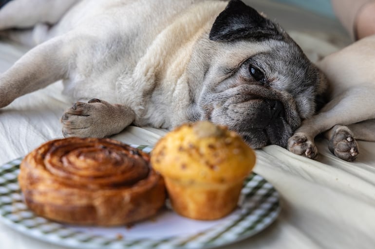 ¿Está bien dar nuestra comida a nuestras mascotas?