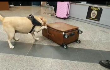 El can detector de sustancias "Akira" inspecciona la maleta de la hoy condenada.