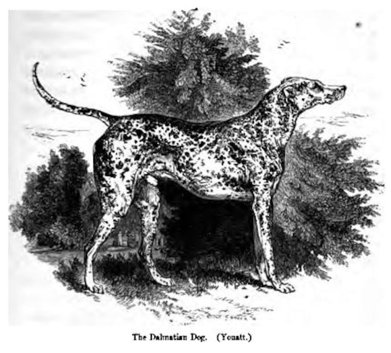 Perro de la raza dálmata, ilustración de 1859.