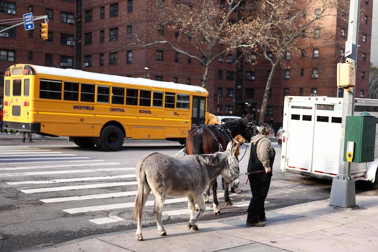 Wanda, la burra, y Max, el caballo, se retiran del MET Opera rumbo al Bronx en un tráiler tras una presentación de La Bohème en la Ópera Metropolitana de la ciudad de Nueva York, el 6 de diciembre de 2025.