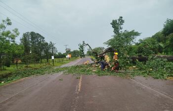 Bomberos realizaron 25 cortes de árboles para despejar las vías públicas, tras el temporal.