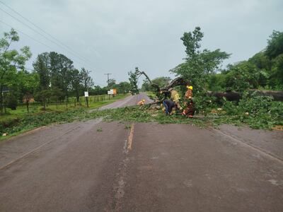 Bomberos realizaron 25 cortes de árboles para despejar las vías públicas, tras el temporal.