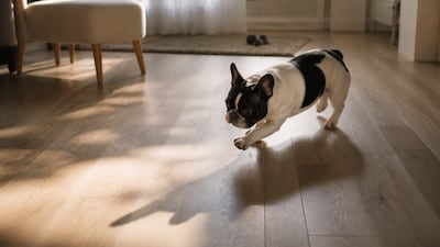 Persecución de sombras y luces en perros