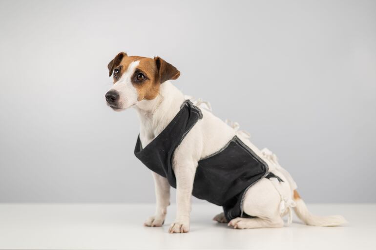 Esterilización: un análisis detallado sobre su impacto en la salud de perros y gatos