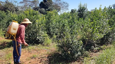 El Ing. Alexsis Prieto en tarea de fumigación con insecticidas biológicos. Se puede emplear 200 cc en 20 litros de agua.