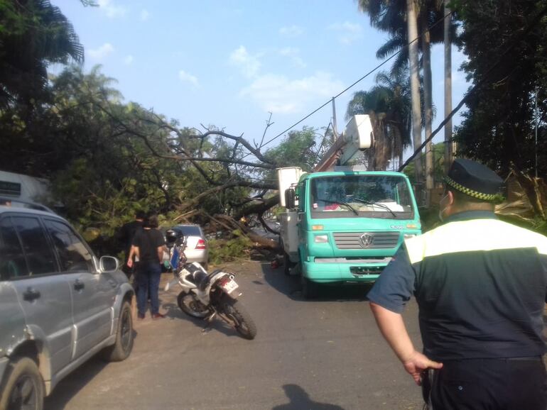 Gentileza. Ande y PMT trabajan en zona donde cayó un gigantesco árbol afectando también el servicio de energía eléctrica.