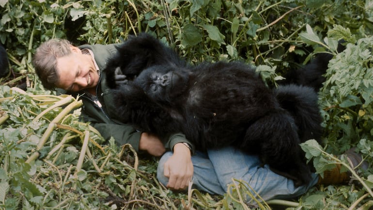 Captura de "Una historia de gorilas narrada por David Attenborough", disponible en Netflix. La imagen muestra el tierno encuentro de Attenborough con un gorila Pablo aún pequeño y juguetón, en 1978 en Virunga.