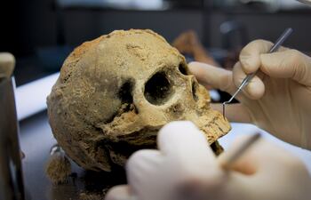 Arqueólogo limpia un cráneo, imagen ilustrativa.