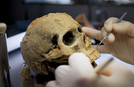 Arqueólogo limpia un cráneo, imagen ilustrativa.