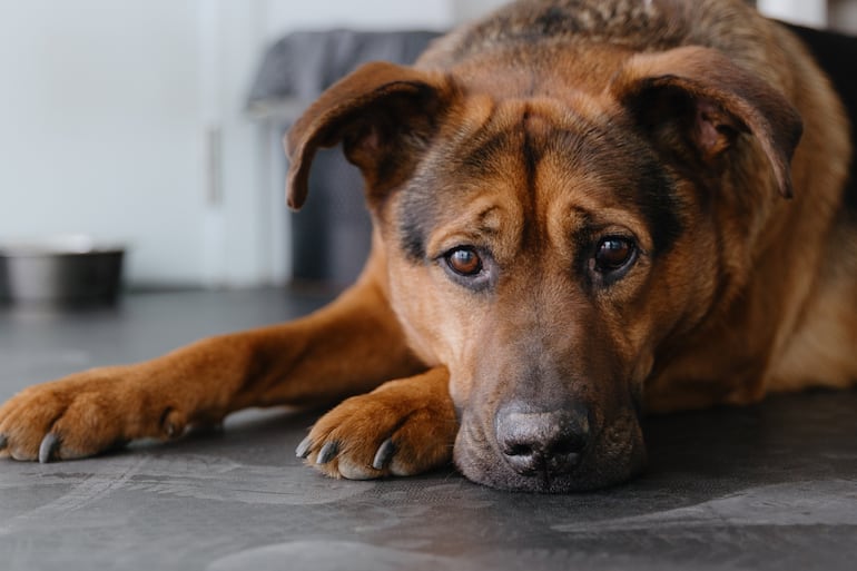 Fiebre, decaimiento, vómitos u ojos azulados pueden ser señales de hepatitis infecciosa canina, una enfermedad viral poco frecuente en perros vacunados, pero potencialmente grave si se demora la consulta.