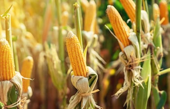 El maíz paraguayo se transforma localmente y apunta a 20 millones de toneladas