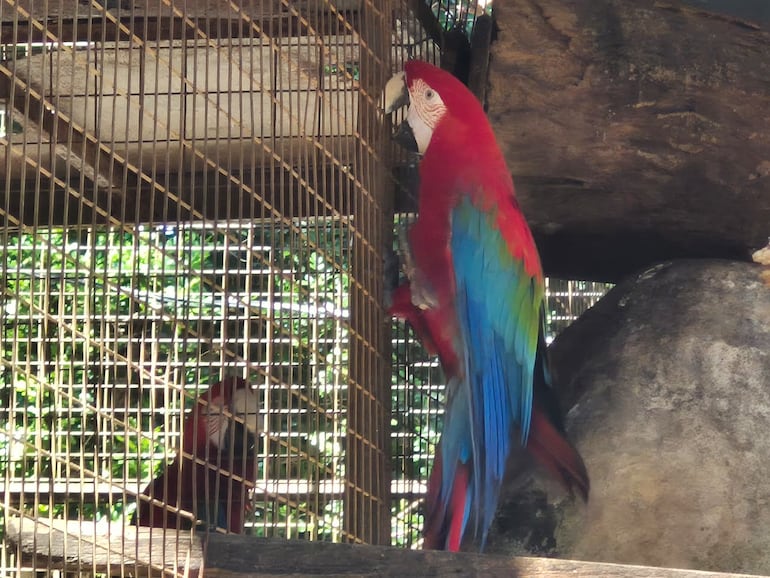 Minizoológico Juan XXIII de Encarnación ofrece el contacto con las especies autóctonas de la región