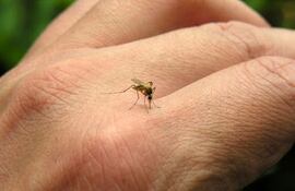 Imagen referencial de un mosquito picando una mano.