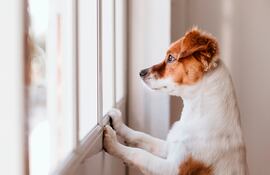 Es difícil avanzar con una pérdida tan reciente, pero debemos tratar de que lleven la misma rutina, brindarles la mayor estabilidad posible es clave para apuntalar los cimientos de un mundo que ya no es como lo conocían.