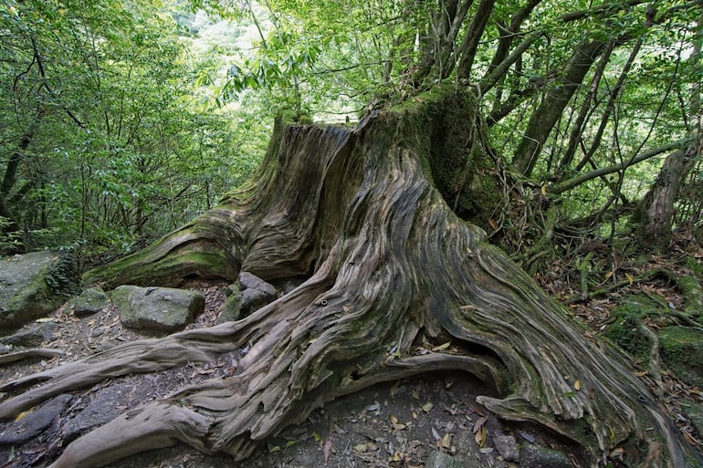Barranco Shiratani Unsuikyo, Yakushima, Japón.