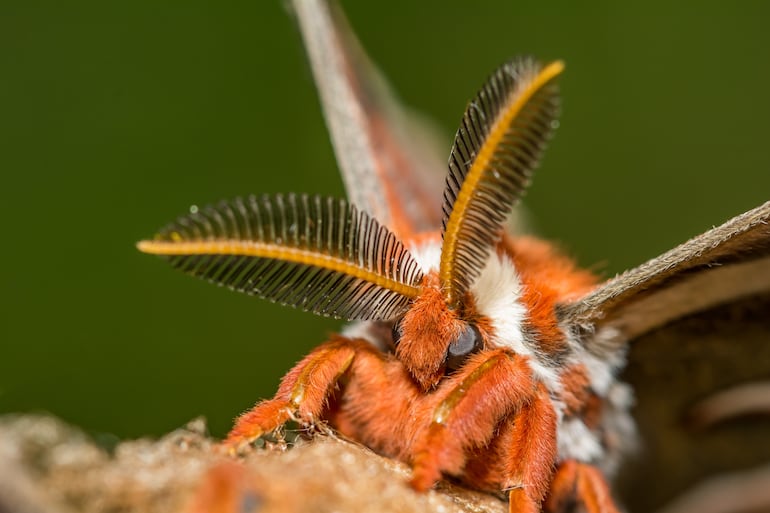 Polilla Hyalophora cecropia.