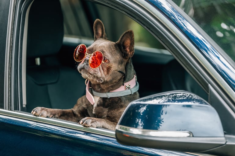 Perro feliz en el auto.