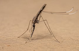 Mosquito Anopheles, imagen ilustrativa.