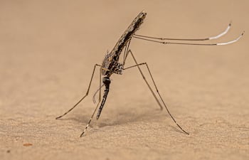 Mosquito Anopheles, imagen ilustrativa.