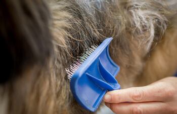 Cepillar al perro en una plaza está bien, pero hay que tirar los pelos de manera segura en el basurero.