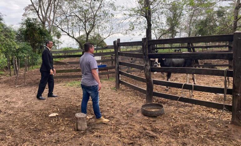 El corral donde estaba resguardado el toro hurtado pertenece a un familiar del aprehendido