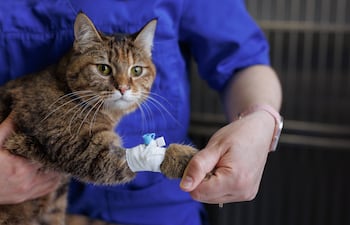 Veterinario con un gato.