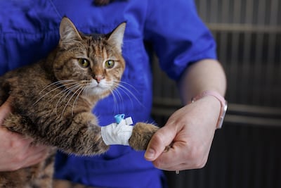 Veterinario con un gato.