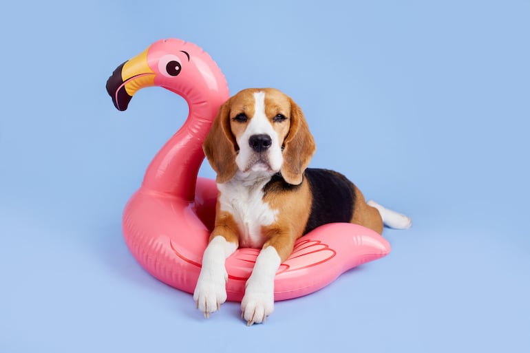 Perro beagle con salvavidas.