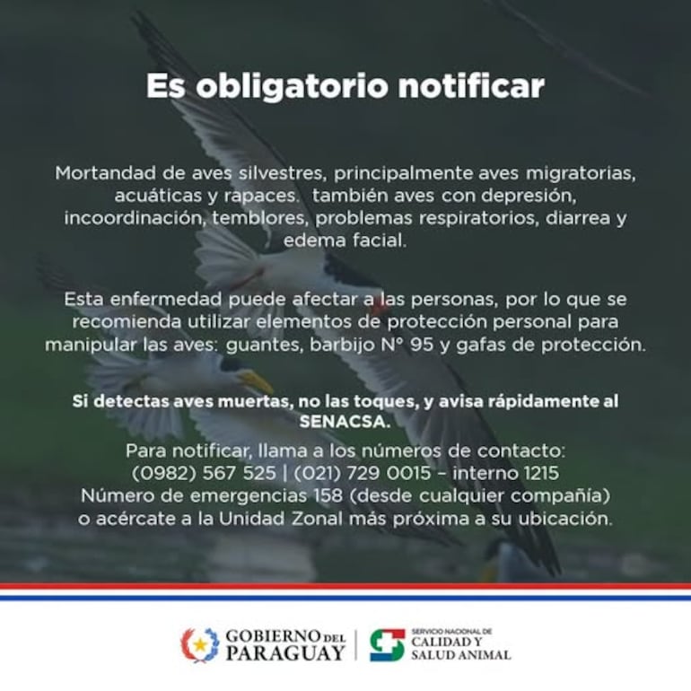 Senacsa emite comunicado recordando que es obligatorio informar sobre casos de gripe aviar