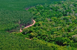 La experiencia de países como Uruguay, donde la consolidación del sector tomó décadas, sirve como referencia. Paraguay parece estar recorriendo ese camino a una velocidad mayor, impulsado por condiciones favorables y un contexto internacional acorde.