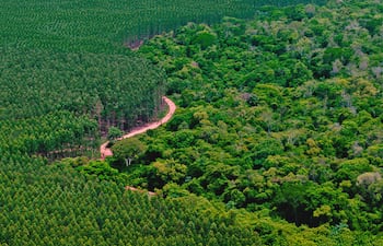 La experiencia de países como Uruguay, donde la consolidación del sector tomó décadas, sirve como referencia. Paraguay parece estar recorriendo ese camino a una velocidad mayor, impulsado por condiciones favorables y un contexto internacional acorde.