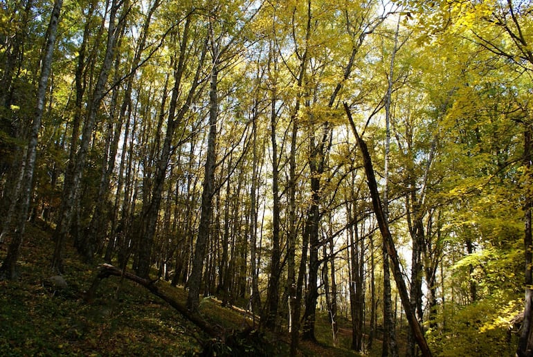 Córdoba tiene mucha naturaleza para disfrutar durante la estadía.
