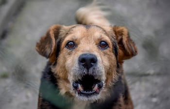 Perro ladrando (foto ilustrativa).