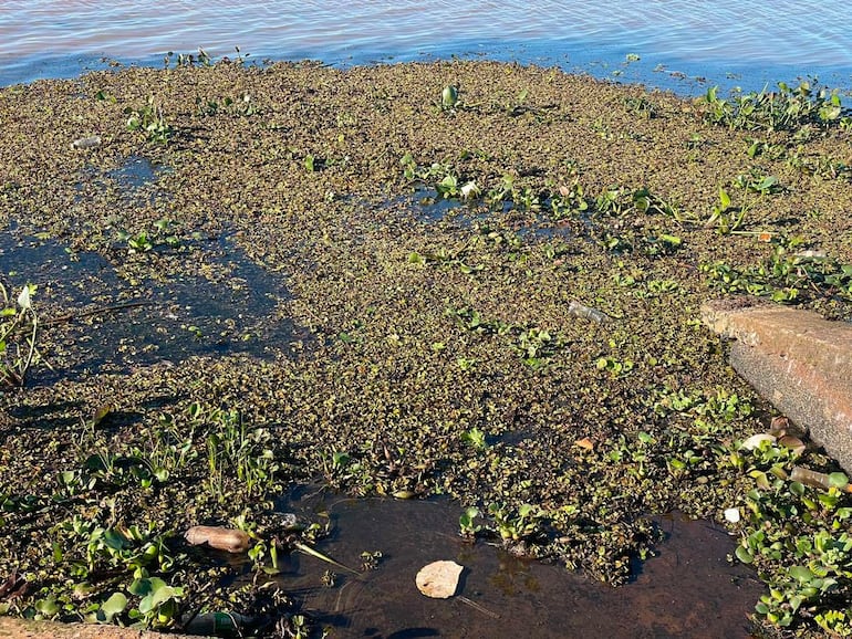 Superficie de agua cubierta de vegetación acuática en un entorno natural ribereño, sin personas visibles.
