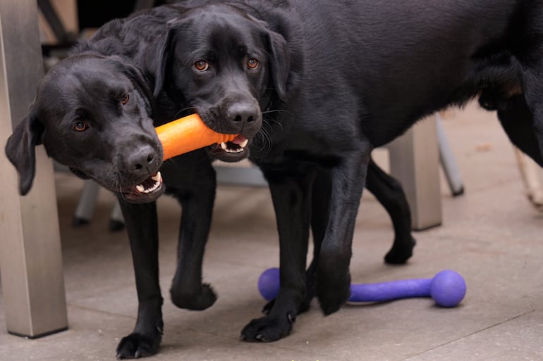Concepto de adolescencia canina.