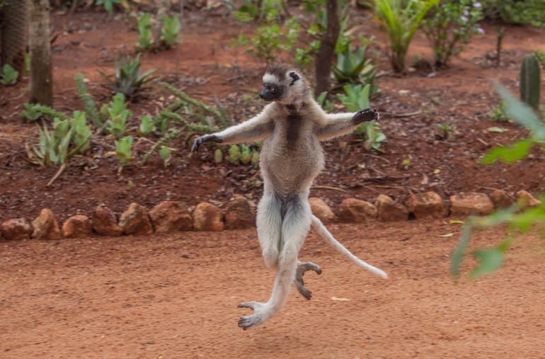 Lémur Sifaka.